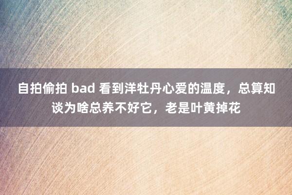 自拍偷拍 bad 看到洋牡丹心爱的温度，总算知谈为啥总养不好它，老是叶黄掉花